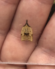 Sparganothis xanthoides