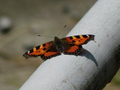 Aglais urticae
