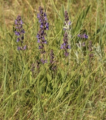 Salvia dumetorum