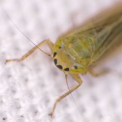 Cicadula