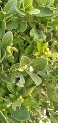 Maytenus procumbens