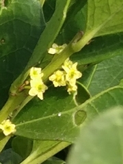 Maytenus procumbens