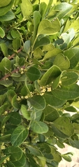 Maytenus procumbens