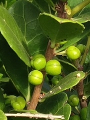 Maytenus procumbens