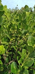 Maytenus procumbens