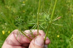 Galium × pomeranicum