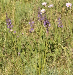 Salvia dumetorum