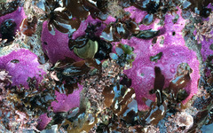 Stylantheca papillosa