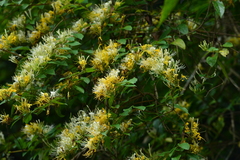 Lonicera hypoglauca