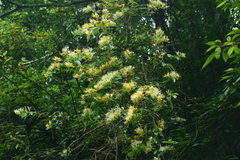 Lonicera hypoglauca