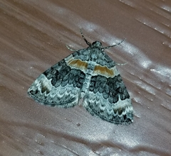 Dysstroma hersiliata