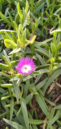 Image of Carpobrotus dimidiatus by (c) Rosemary Harrison, some rights reserved (CC BY-SA)