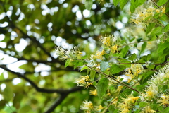 Lonicera hypoglauca