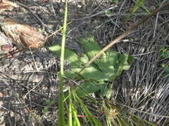 Freesia caryophyllacea
