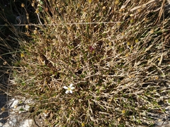 Arenaria grandiflora