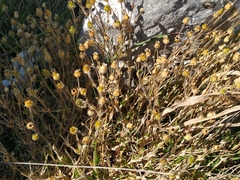 Arenaria grandiflora