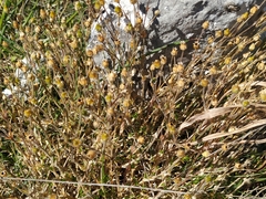Arenaria grandiflora