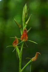 Cryptostylis arachnites