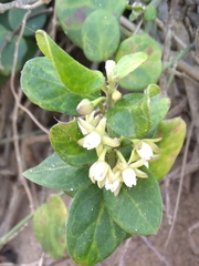 Cynanchum natalitium