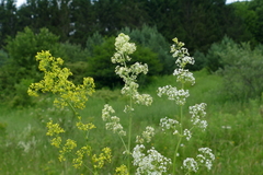 Galium × pomeranicum