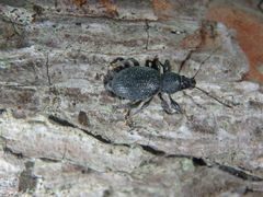 Otiorhynchus ovalipennis