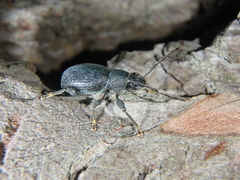 Otiorhynchus ovalipennis