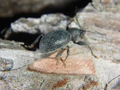 Otiorhynchus ovalipennis