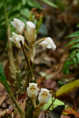 Acanthophippium striatum