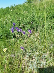 Aquilegia confusa