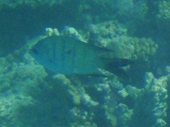 Abudefduf whitleyi
