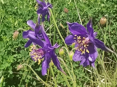 Aquilegia confusa