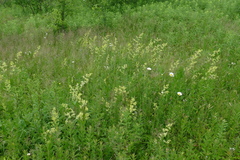 Galium × pomeranicum