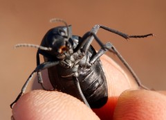 Somaticus