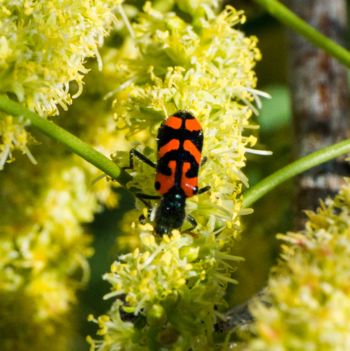 Ornate Checkered Beetle