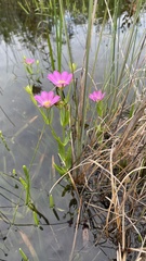Sabatia dodecandra foliosa