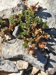 Arenaria vitoriana