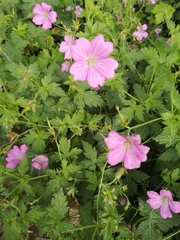 Geranium