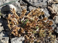 Arenaria vitoriana