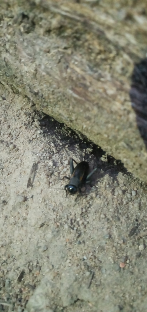 gryllini-from-on-june-30-2021-at-08-38-pm-by-kuzunja-inaturalist