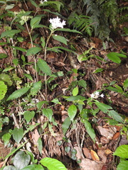 Ophiorrhiza grandiflora