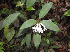 Ophiorrhiza grandiflora