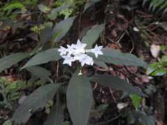 Ophiorrhiza grandiflora
