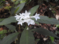 Ophiorrhiza grandiflora
