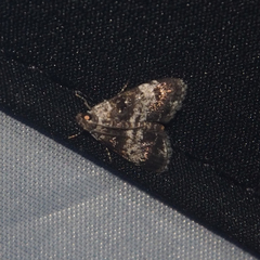 Salma ridiculalis