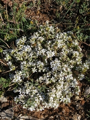 Arenaria erinacea