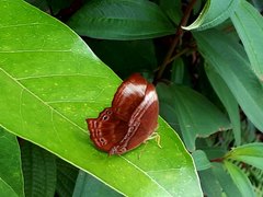 Abisara saturata kausambioides