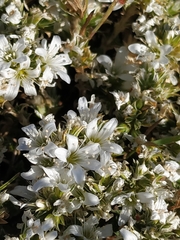 Arenaria erinacea