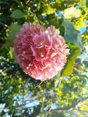 Dombeya wallichii