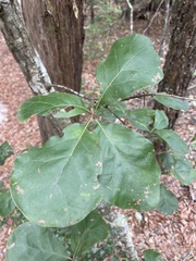 Quercus arkansana