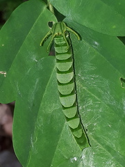 Polyura hebe plautus